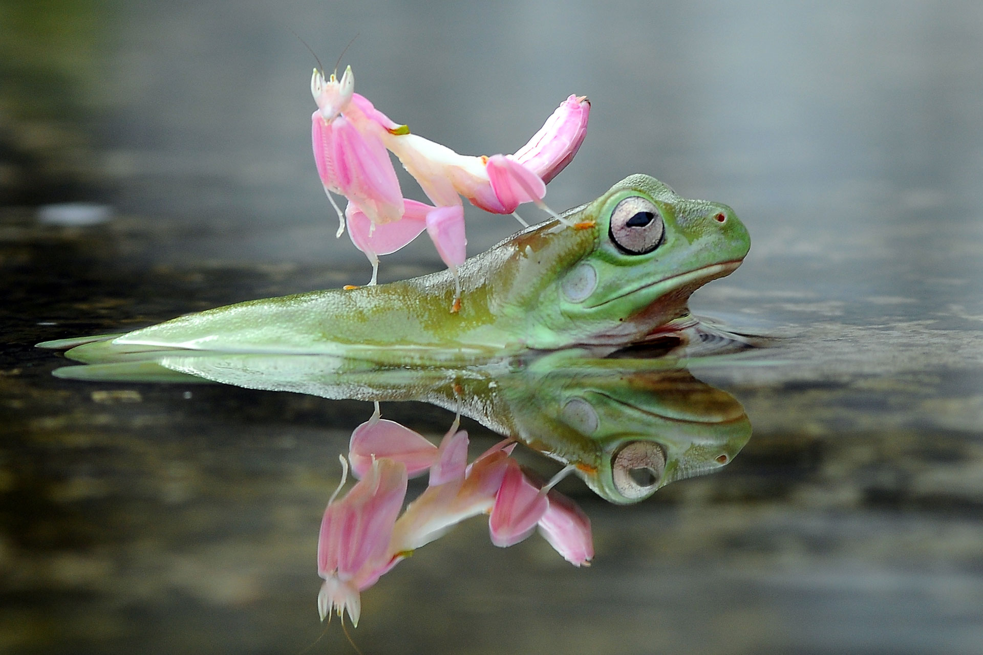 kk-slider-frosch-02
