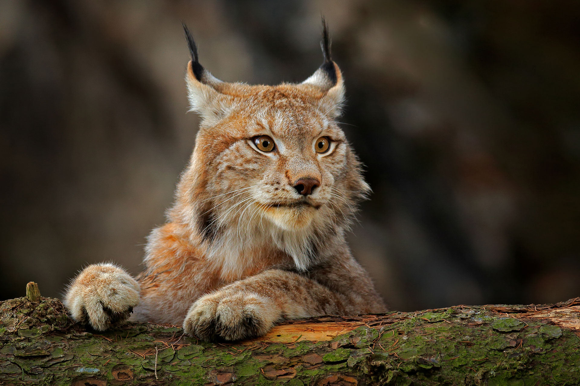 kk-slider-luchs-02