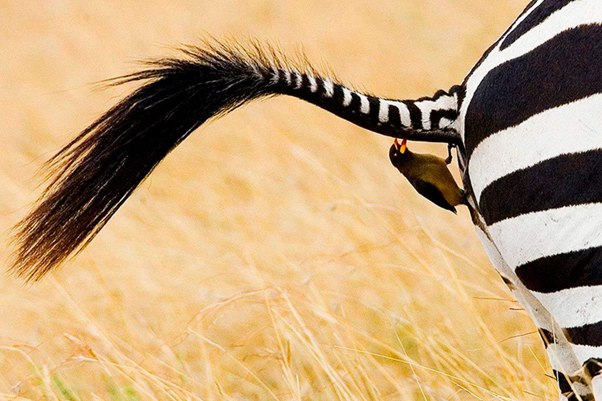 Slider Kampagnenmotiv Zebra